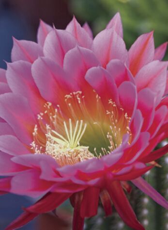 torch cactus